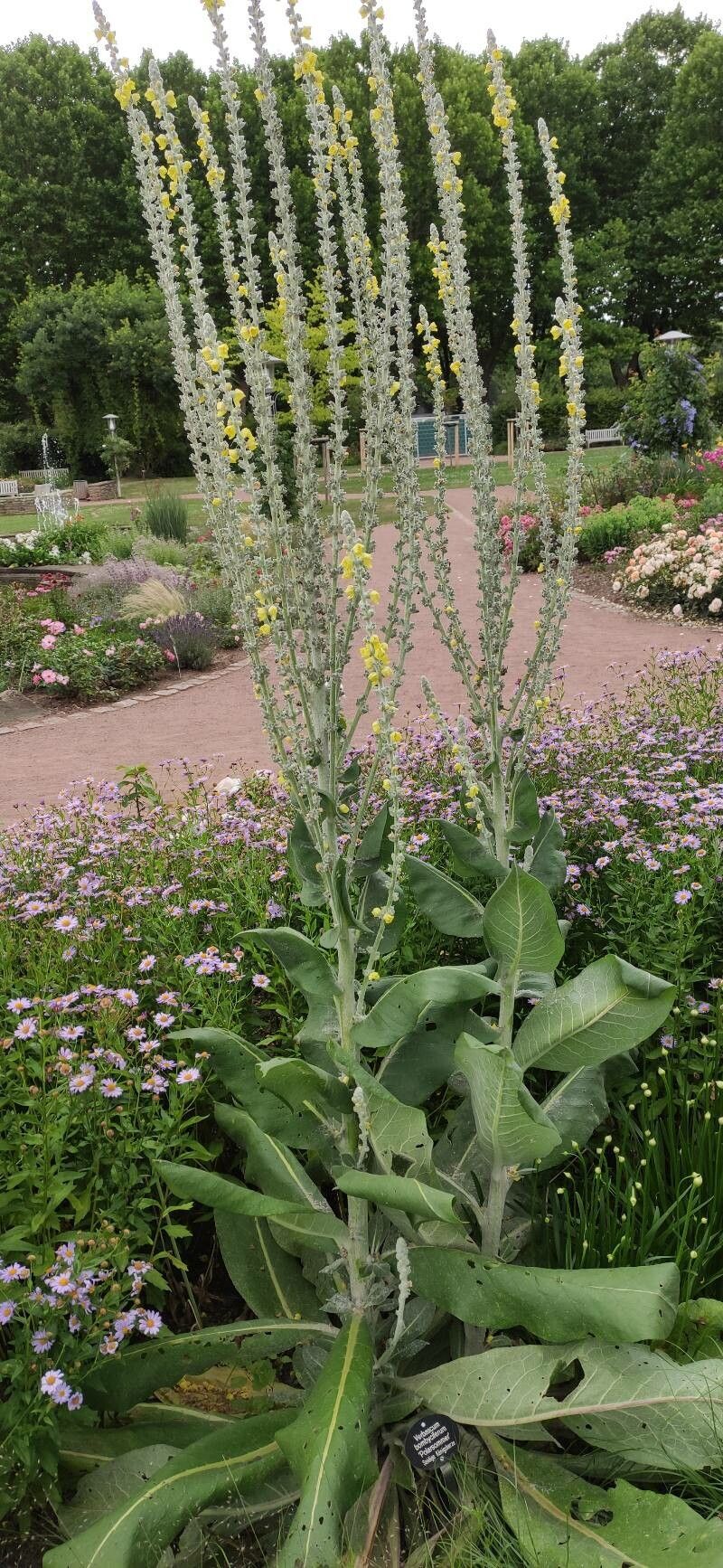 Verbascum bombyciferum habit