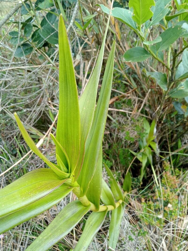 Epidendrum bogotense leaf