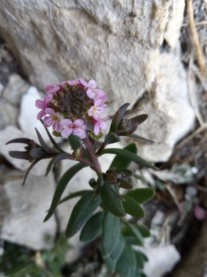 Aethionema saxatile flower