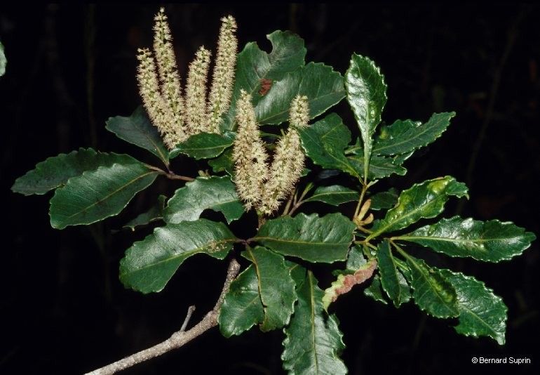 Weinmannia dichotoma habit