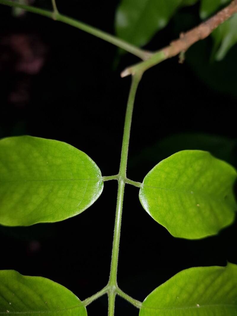 Protium aguilarii — related species from the same genus