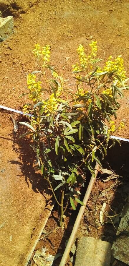 Acridocarpus natalitius leaf