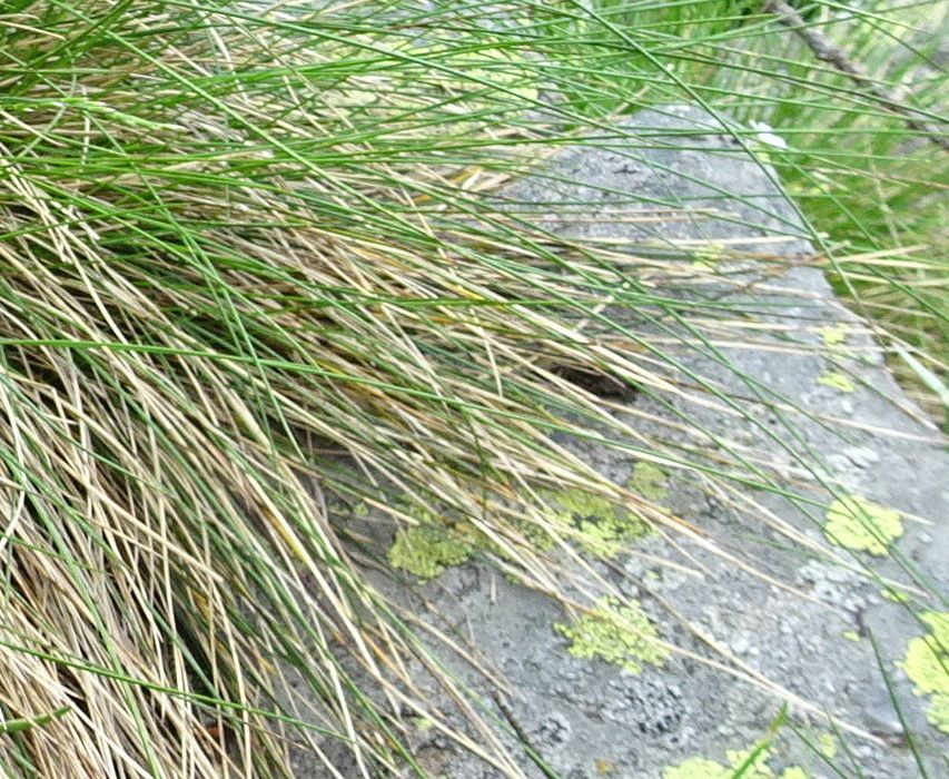 Festuca laevigata leaf