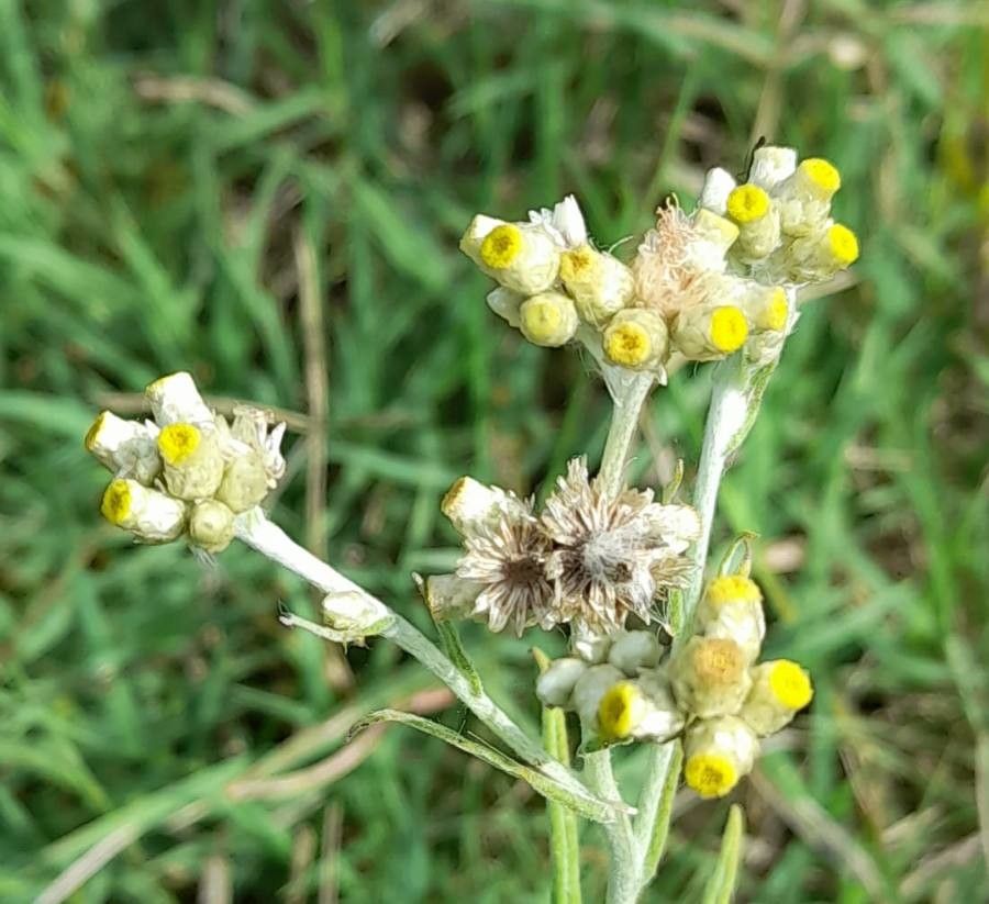 Pseudognaphalium gaudichaudianum flower