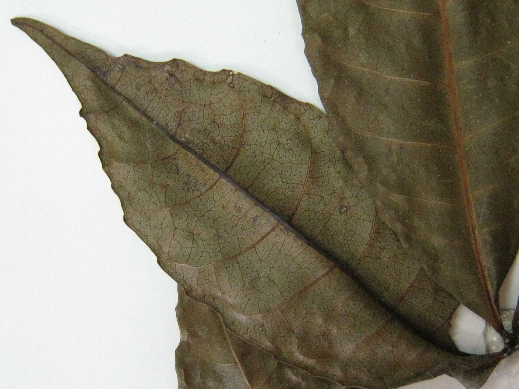 Caryocar microcarpum other