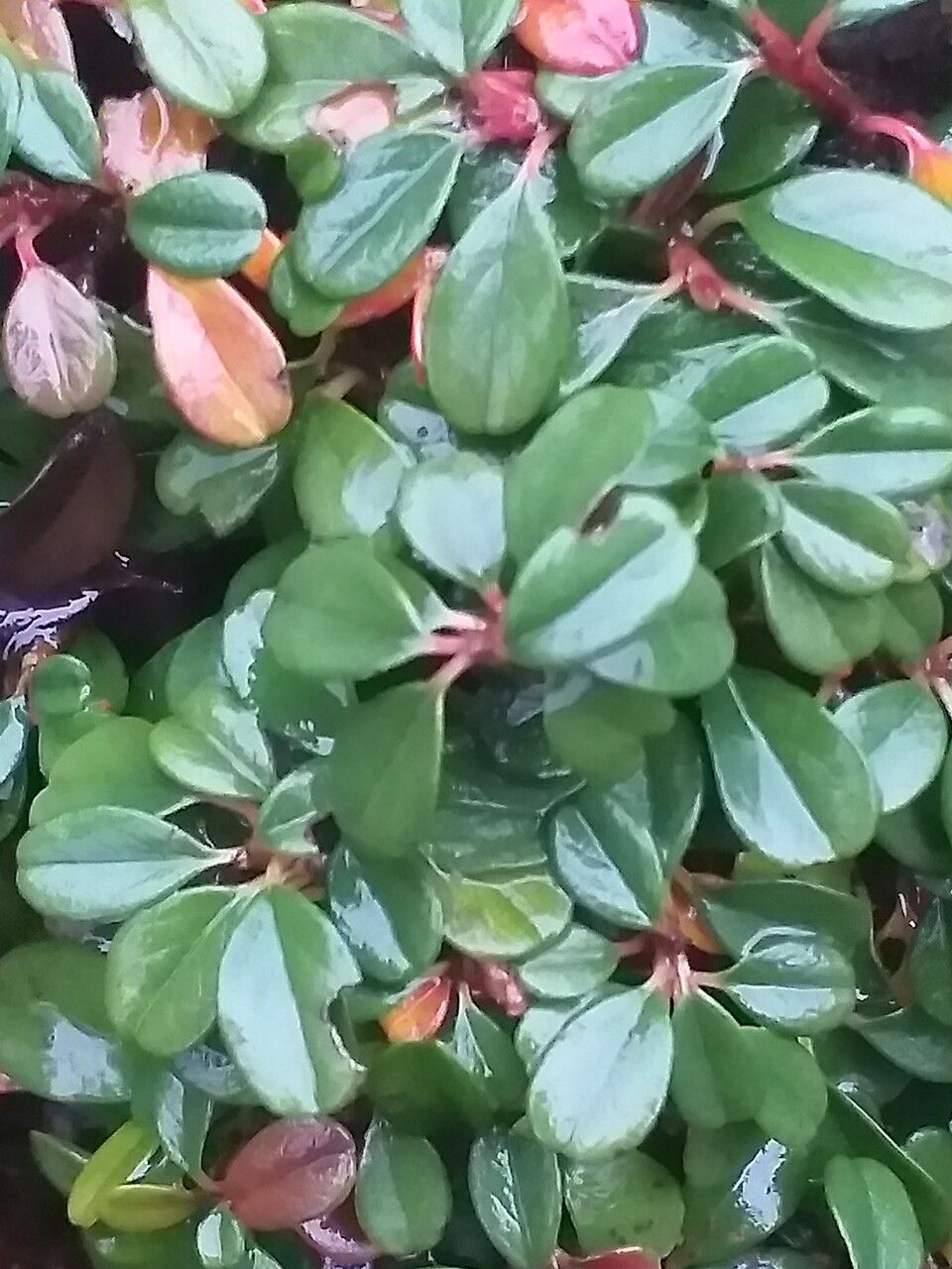 Cotoneaster procumbens leaf