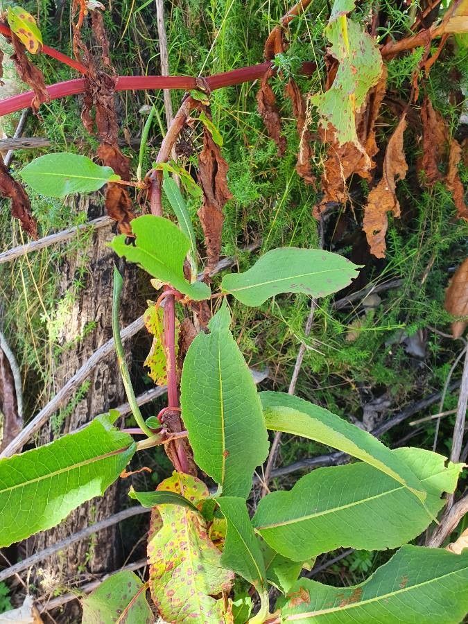 Rumex abyssinicus leaf