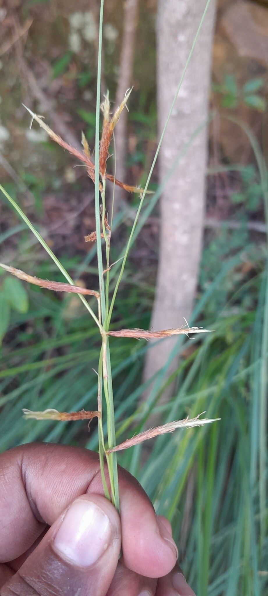 Carex pyramidalis — houseplant care guide