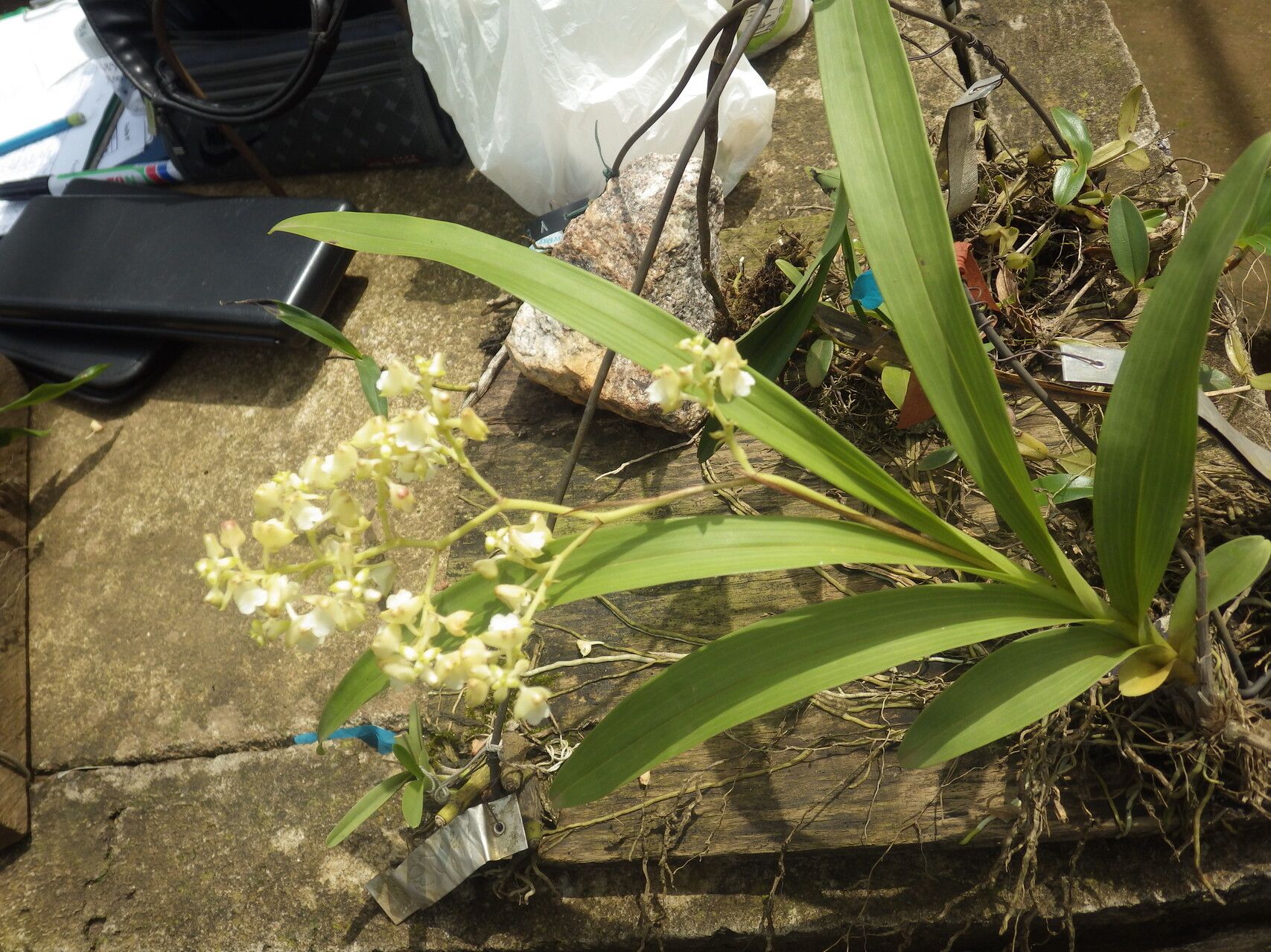 Polystachya odorata habit