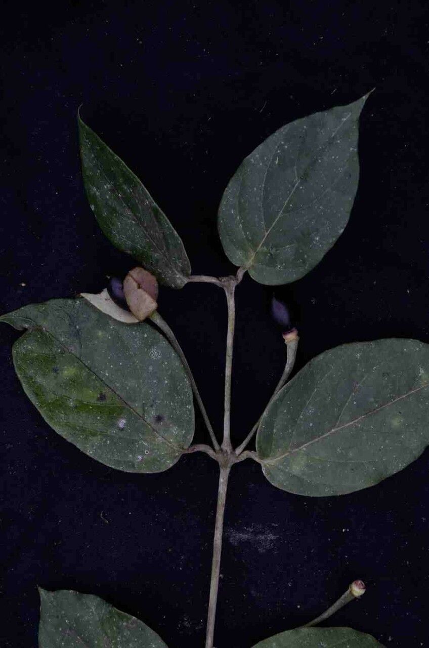 Mendoncia puberula — search result for 'Acanthaceae'