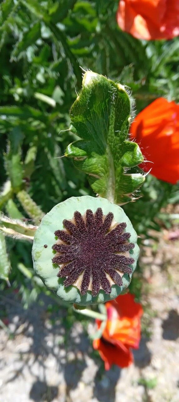 Papaver pseudoorientale fruit