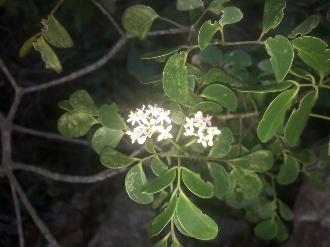 Zanthoxylum albiflorum flower