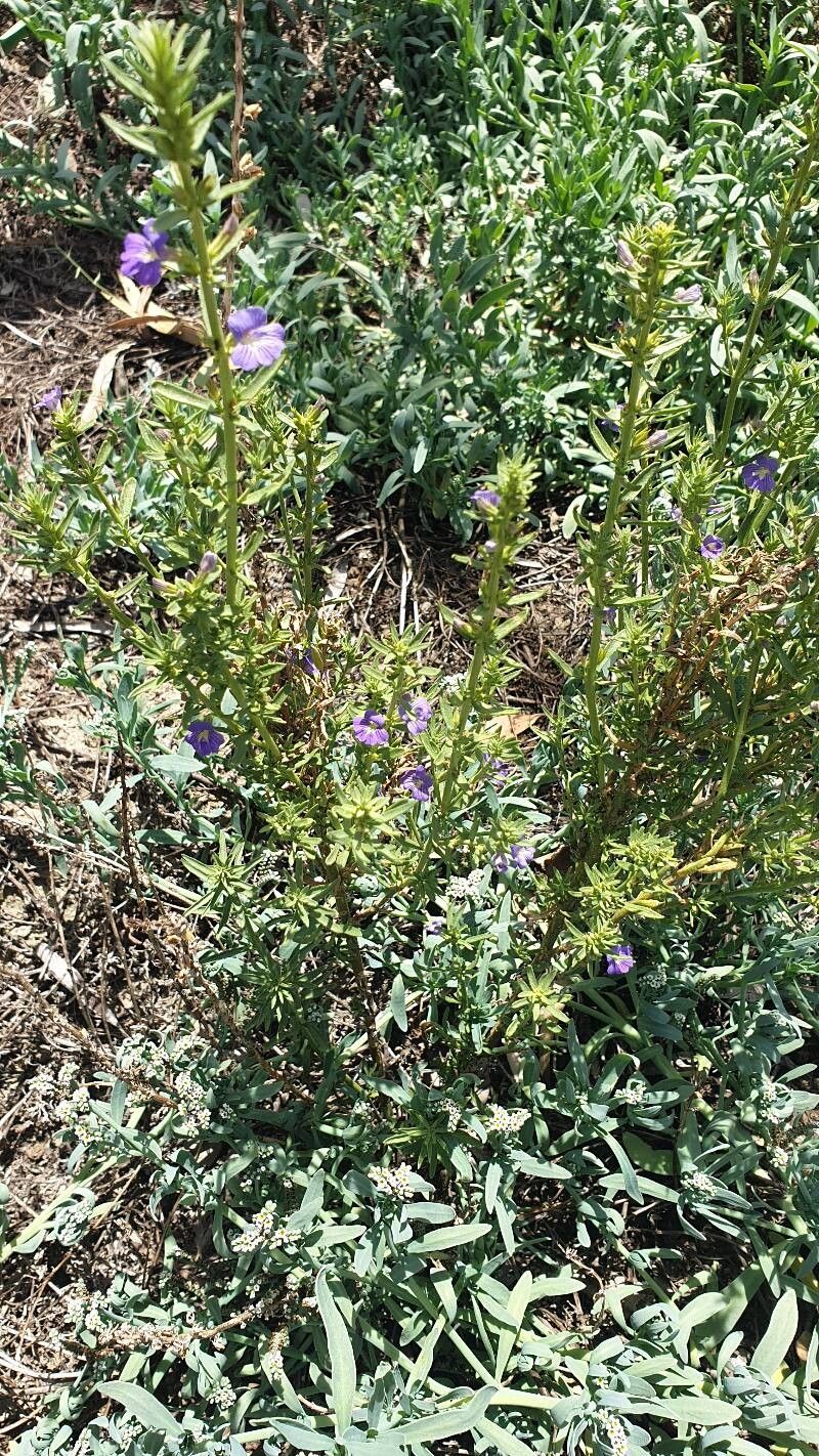 Stemodia florulenta — related species from the same genus