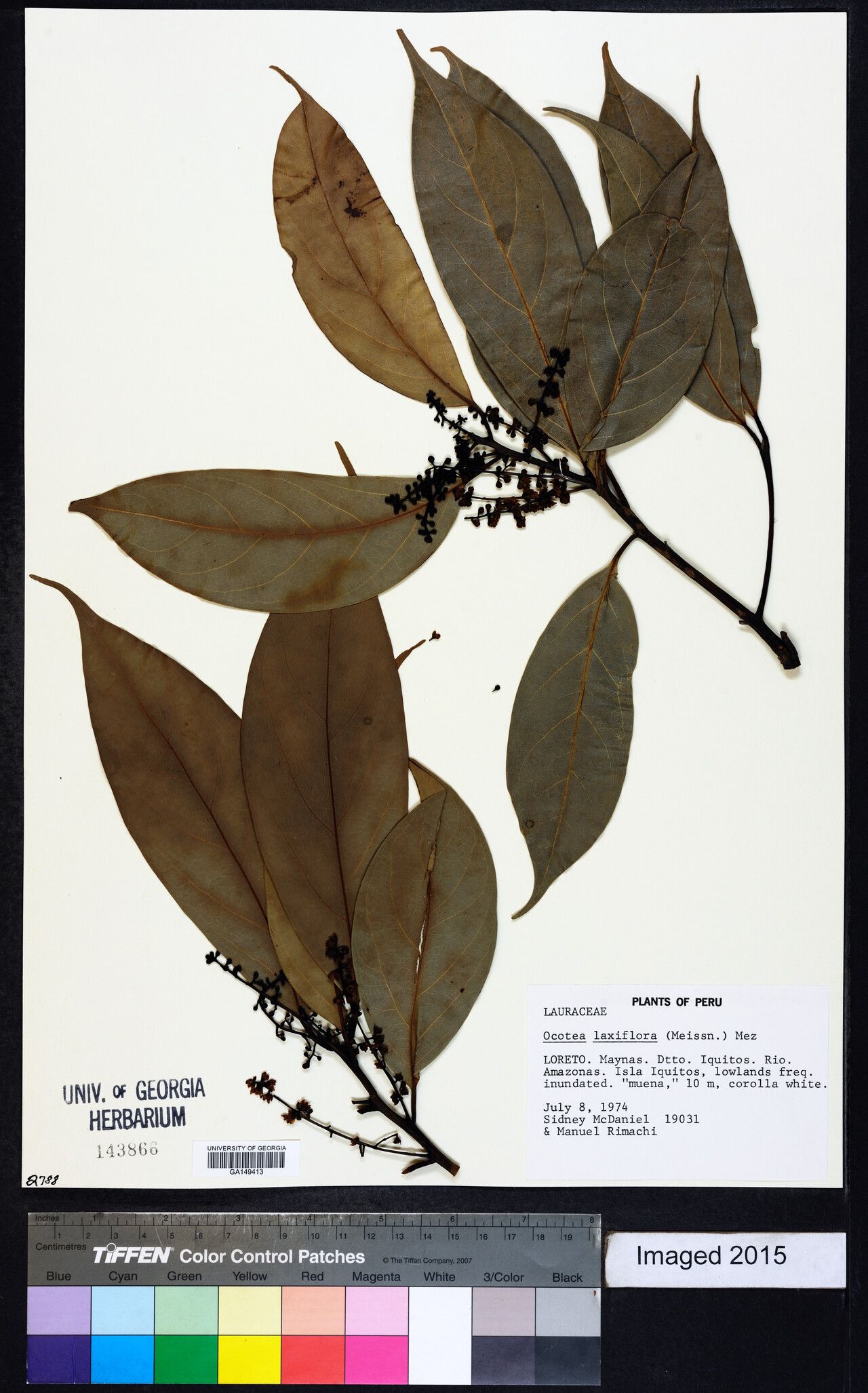 Ocotea pauciflora — houseplant care guide