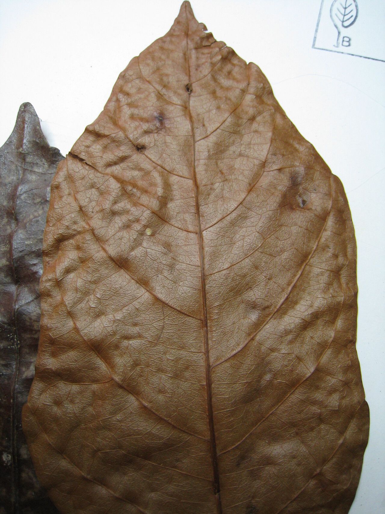 Allophylus leucoclados other