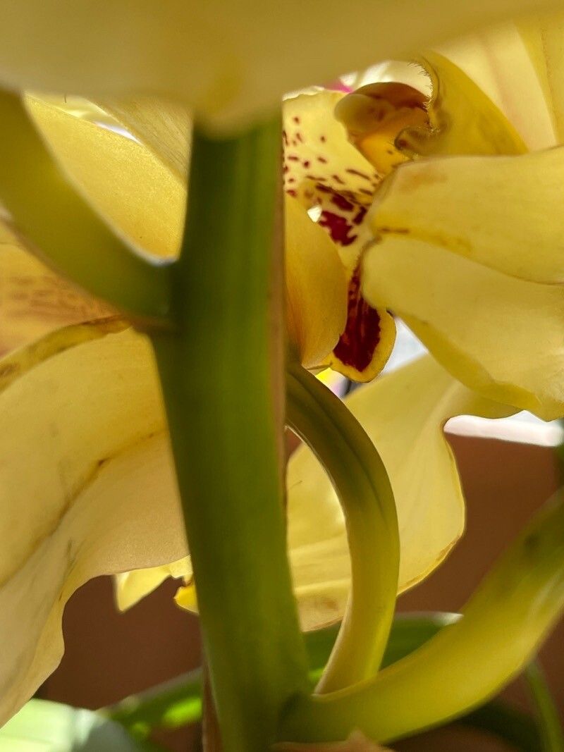 Cymbidium devonianum bark