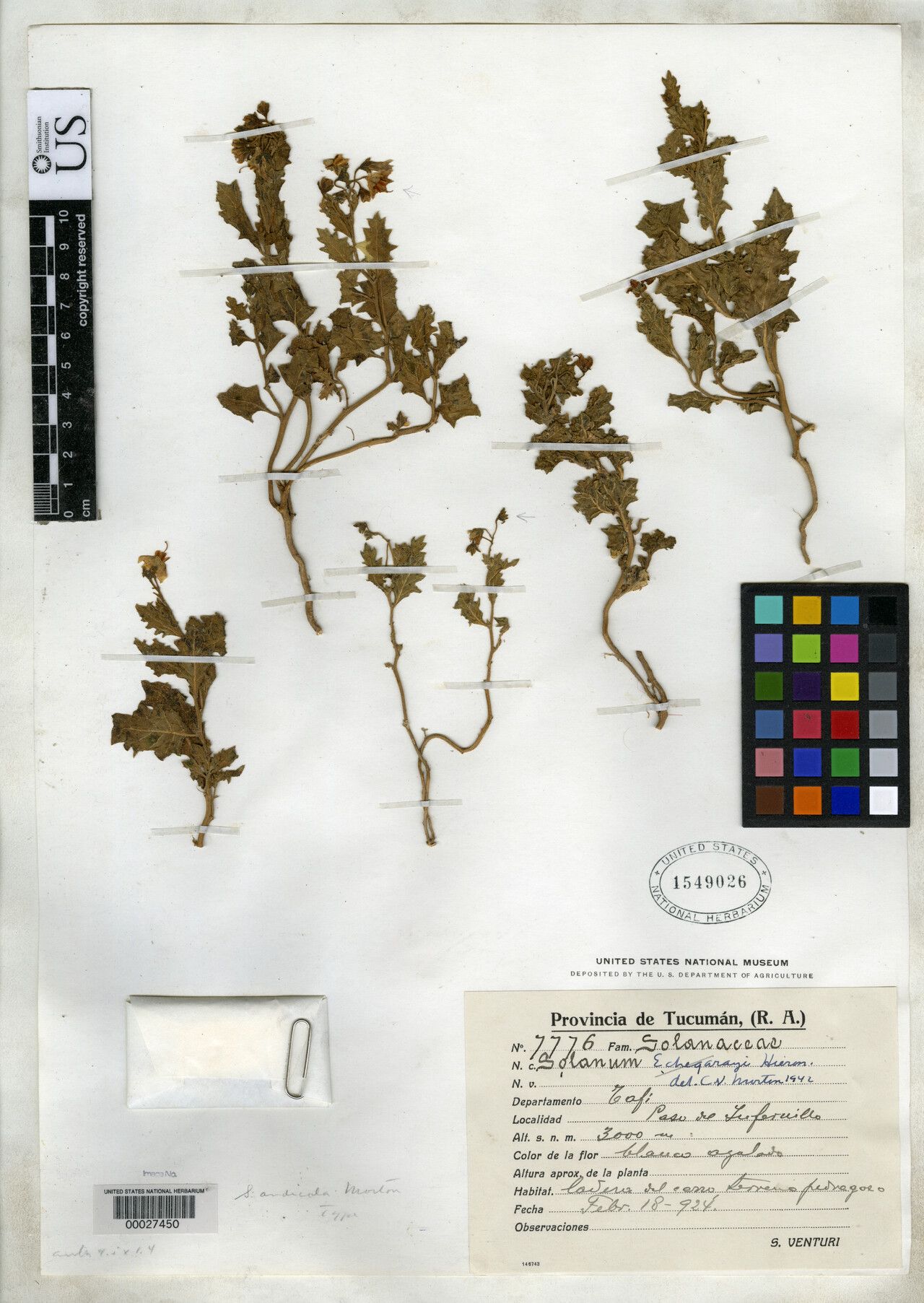 Solanum riojense — houseplant care guide