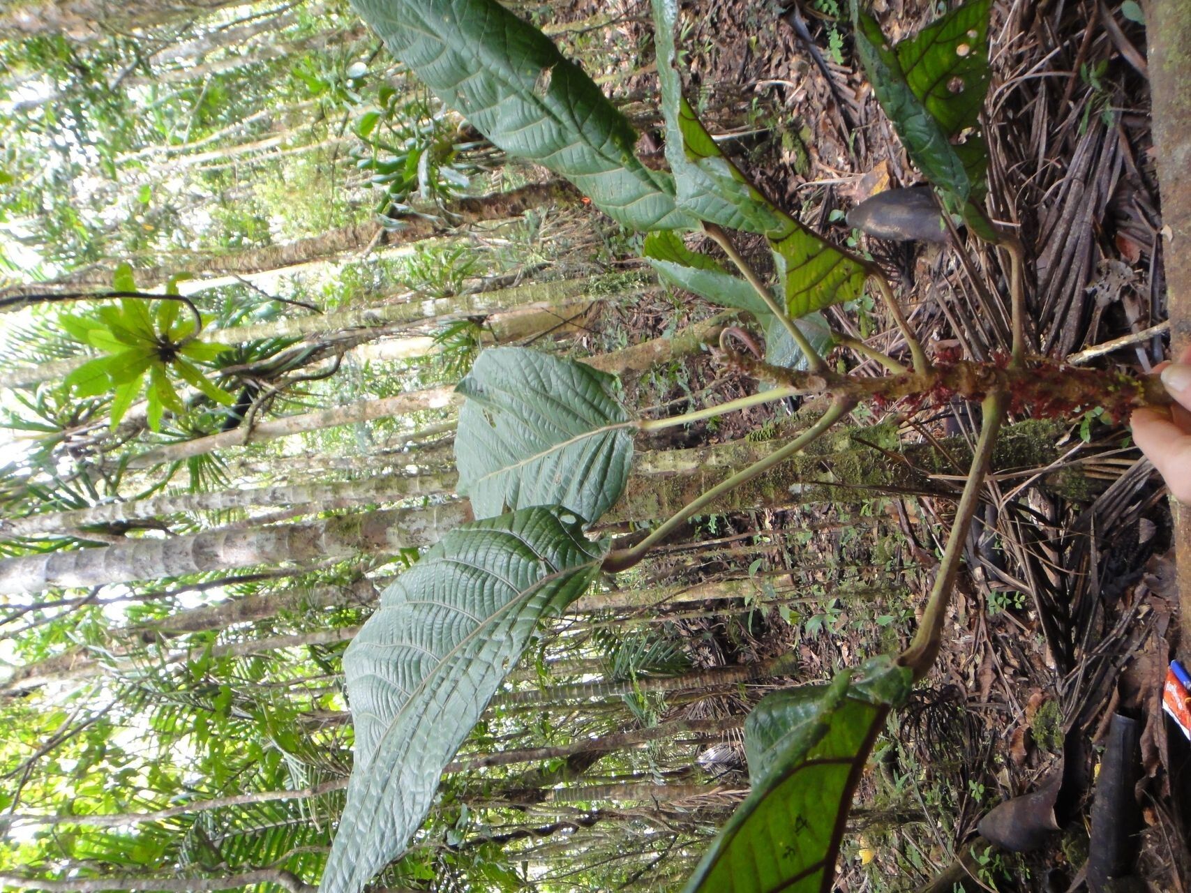 Bocquillonia phenacostigma habit