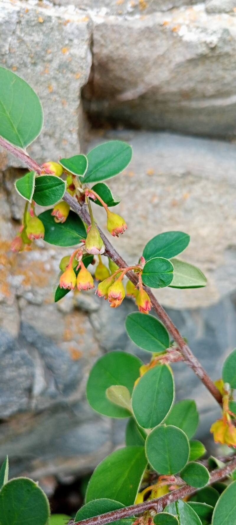 Cotoneaster cinnabarinus — houseplant care guide