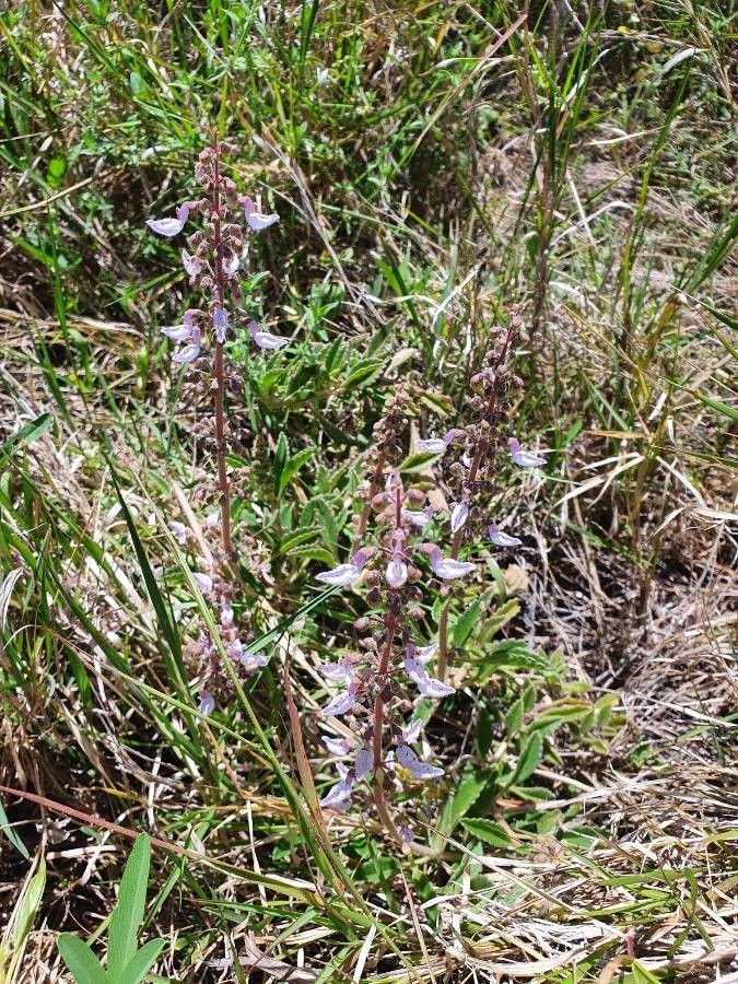 Plectranthus xylopodus flower