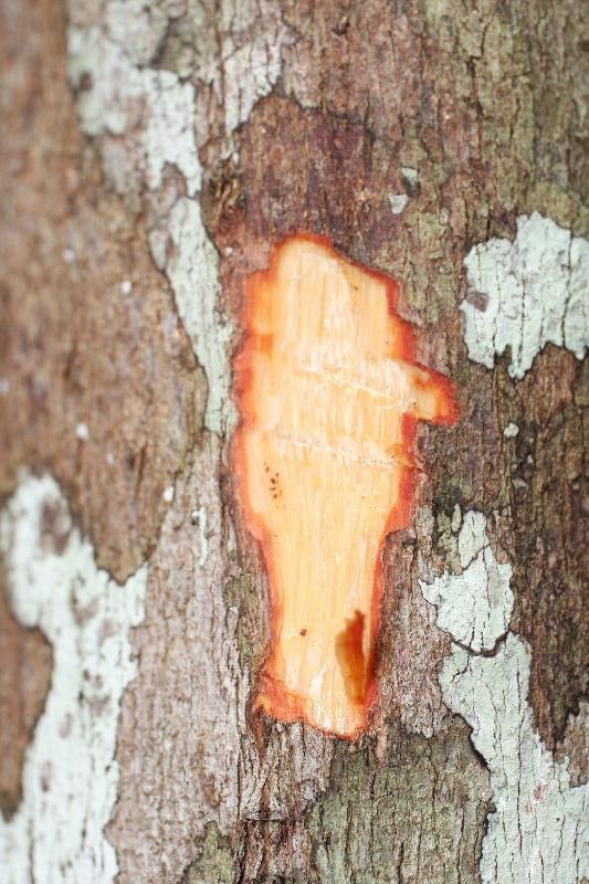 Mouriri nervosa other