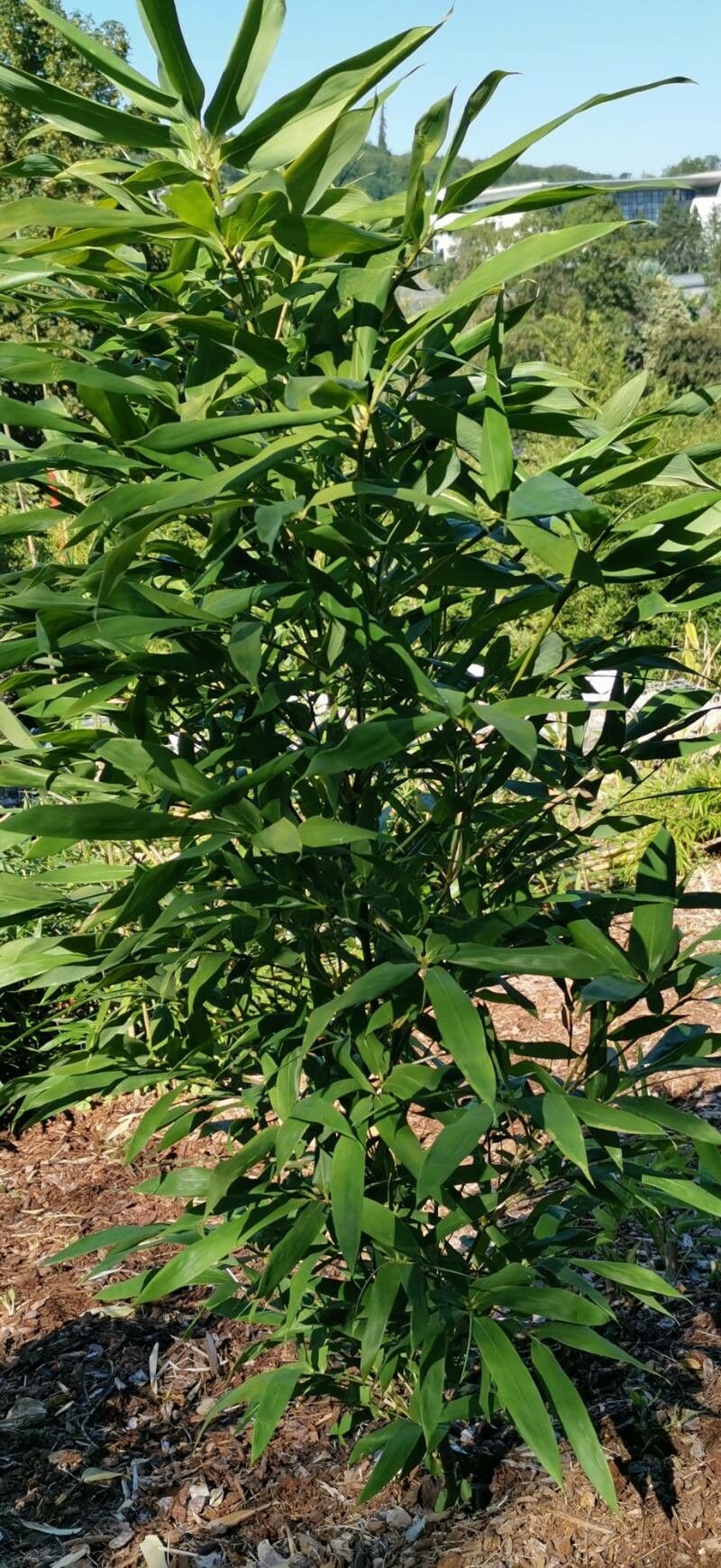 Sinobambusa tootsik habit