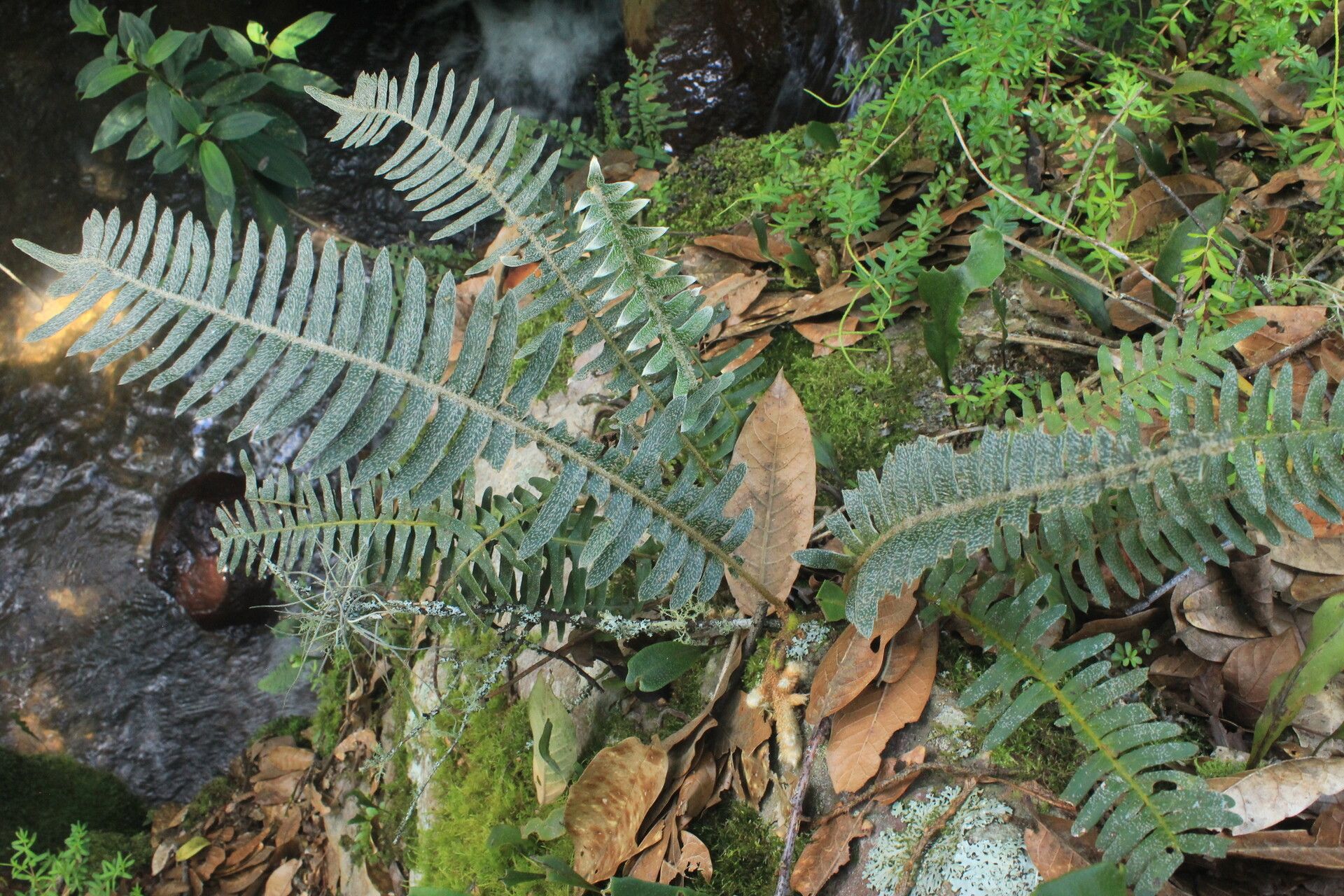 Pleopeltis bombycina habit