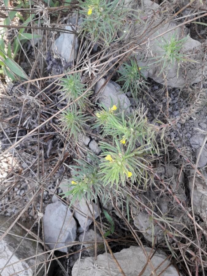 Ajuga chamaepitys flower