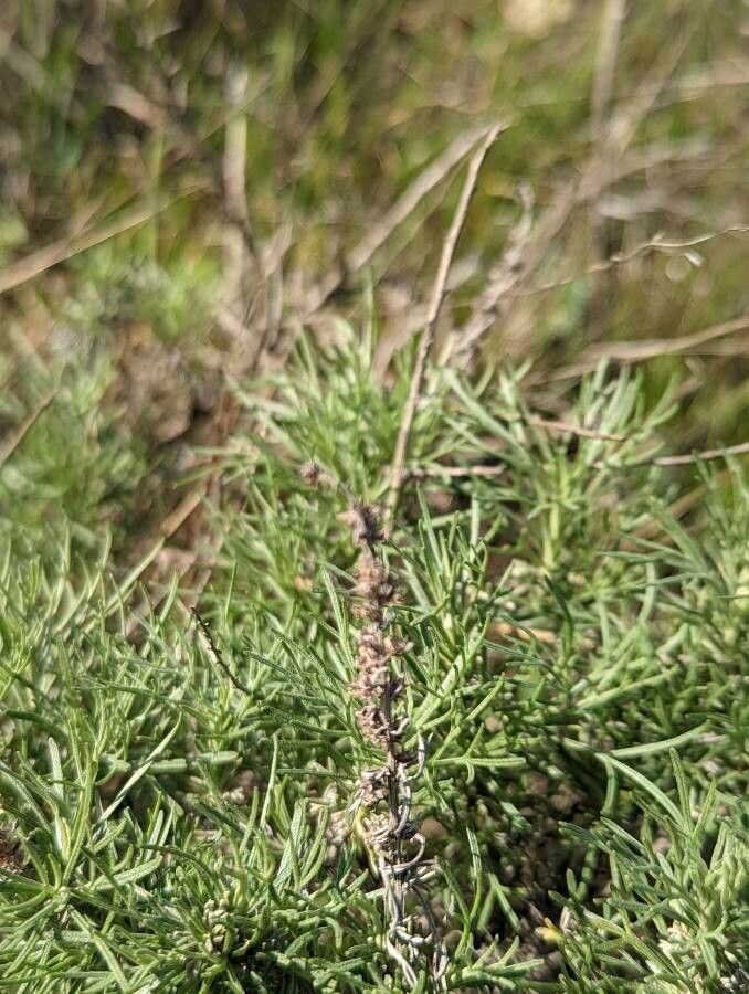 Artemisia californica fruit