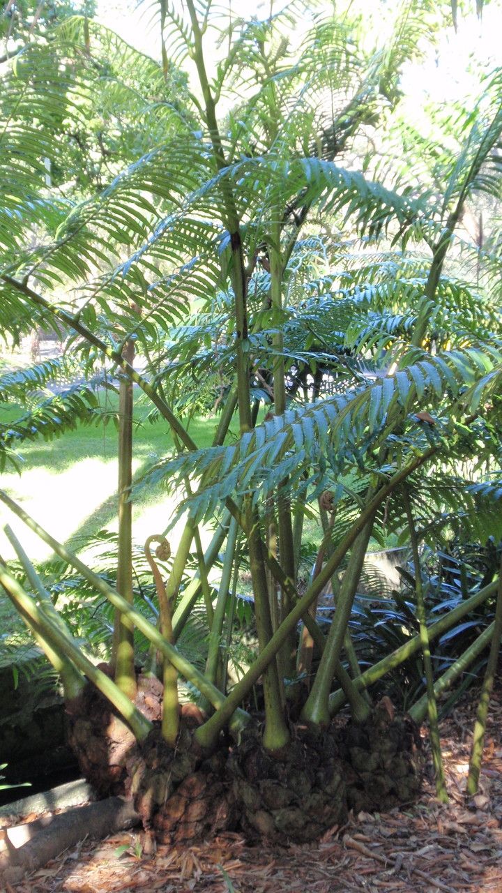 Angiopteris evecta habit