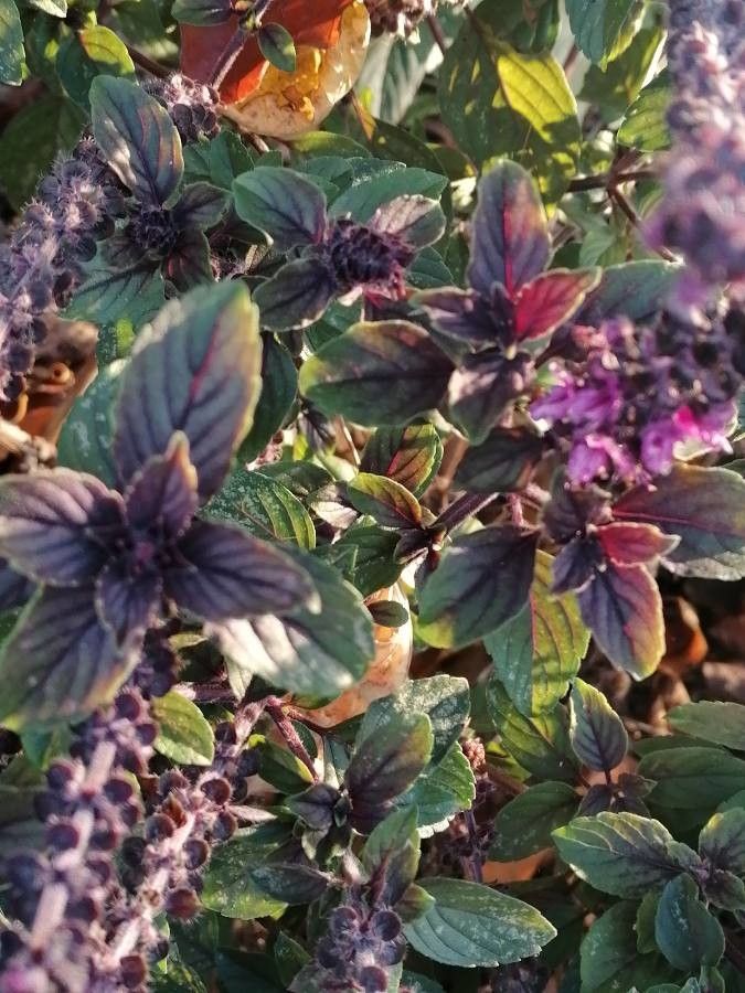 Ocimum kilimandscharicum leaf