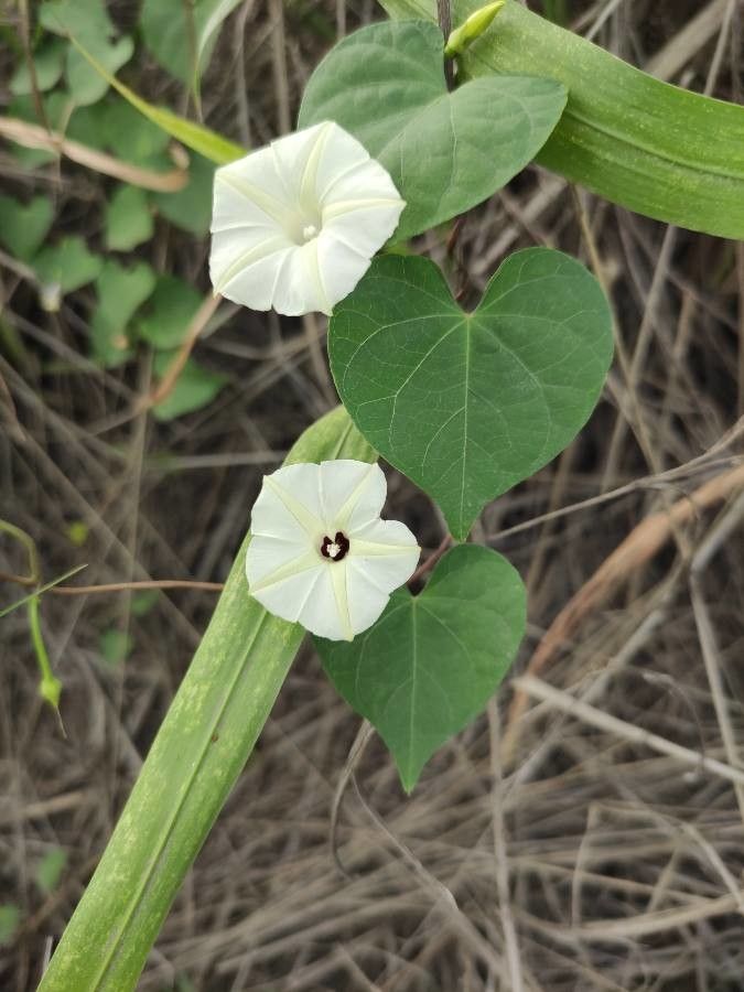 Ipomoea obscura flower