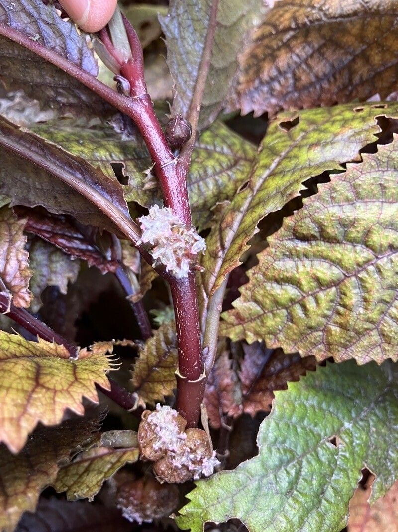 Elatostema rugosum flower