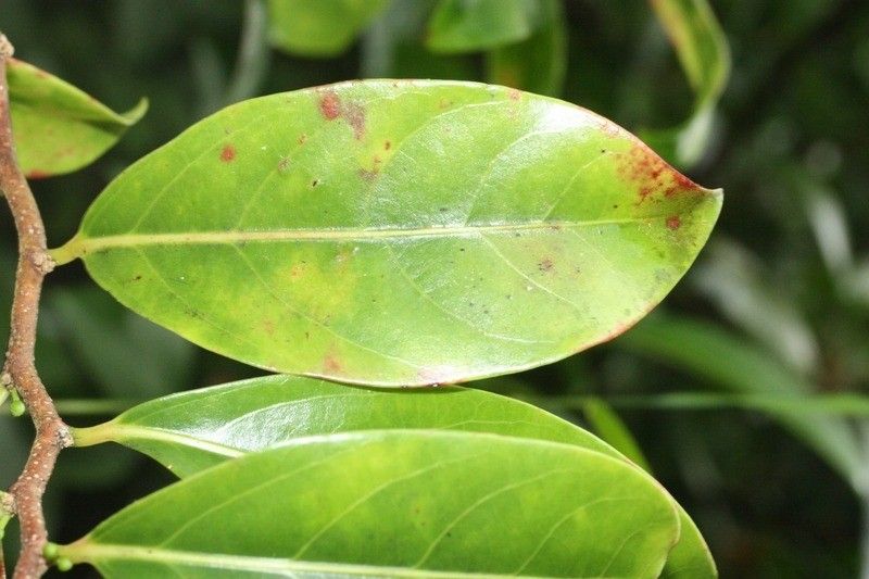 Casearia coriacea leaf