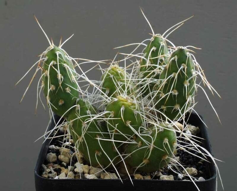 Maihueniopsis atacamensis leaf