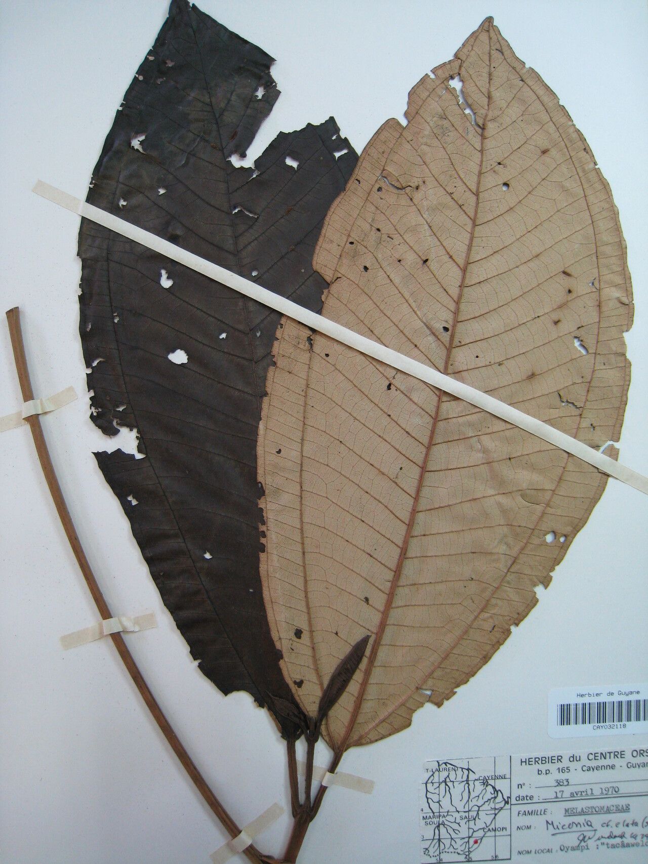 Miconia punctata other