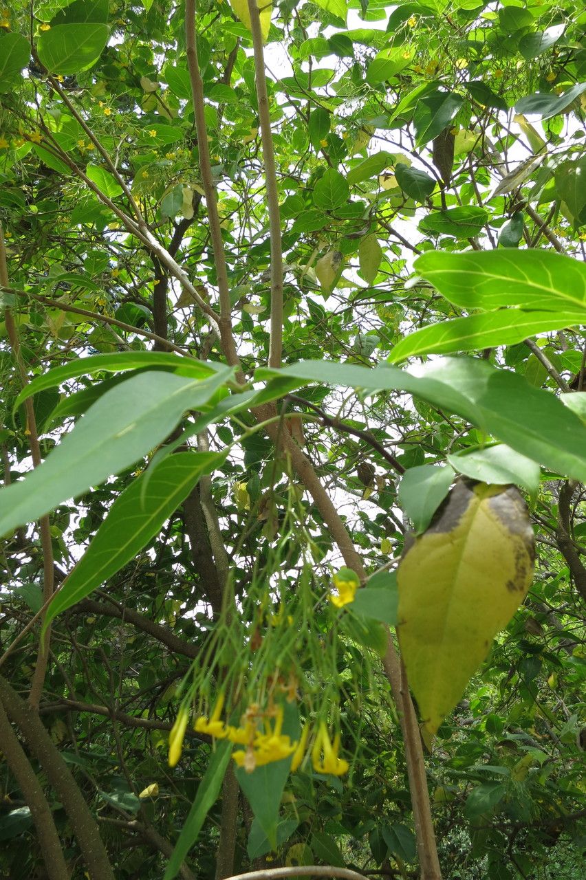 Jasminum subhumile other