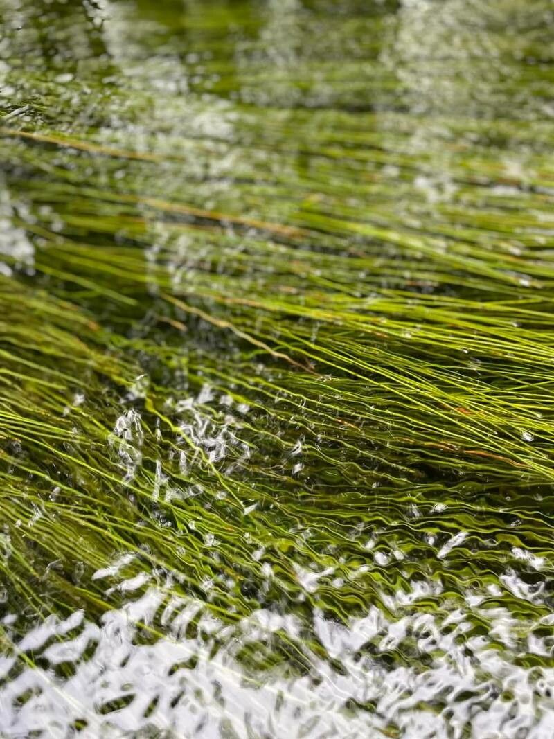 Eleocharis elongata — search result for 'Eleocharis'