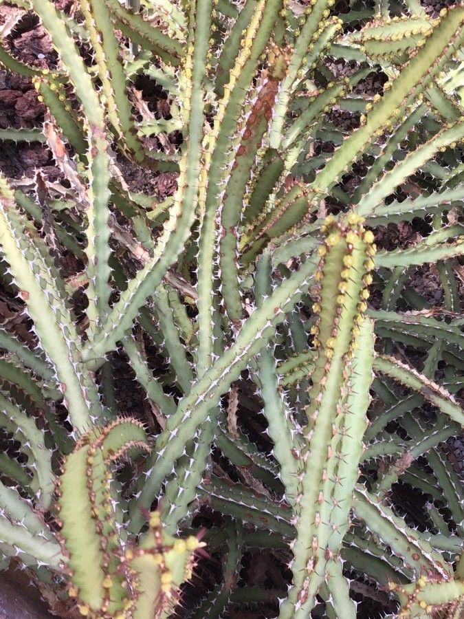 Euphorbia waterbergensis — houseplant care guide