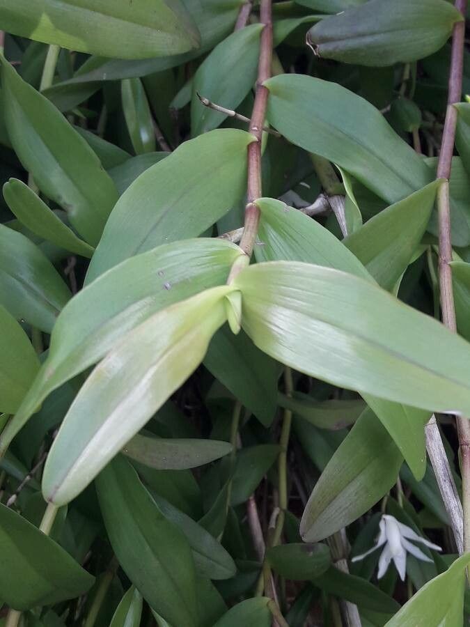 Dendrobium crumenatum leaf