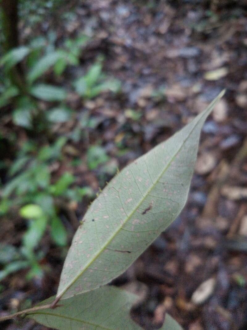 Licania parvifructa — houseplant care guide