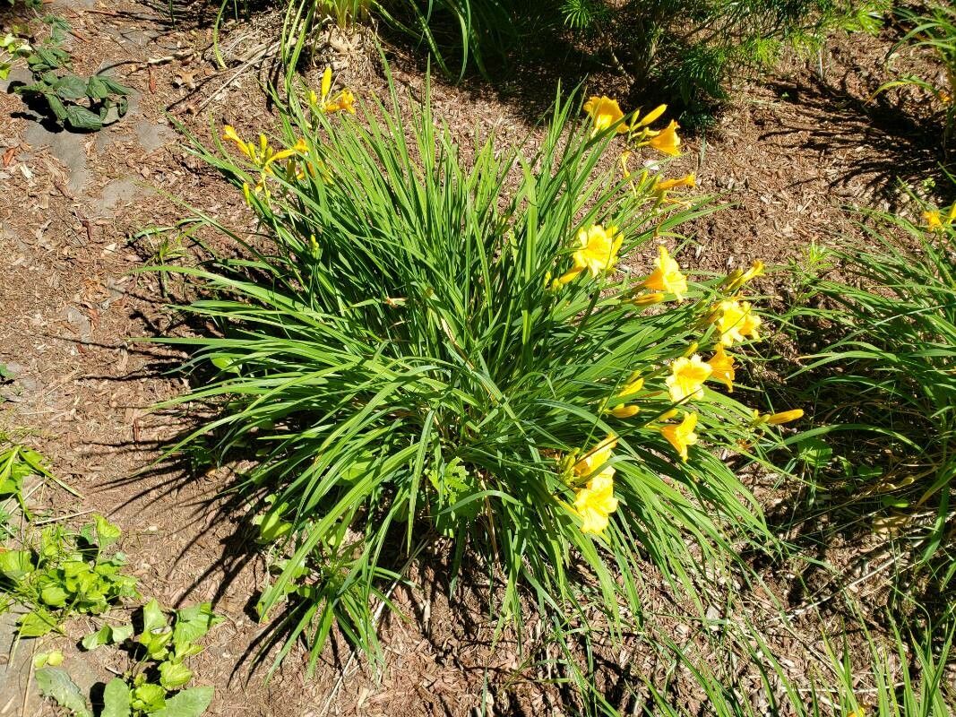 Hemerocallis minor habit