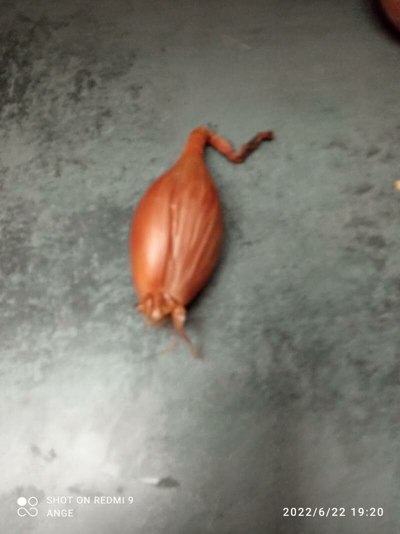 Allium ascalonicum flower