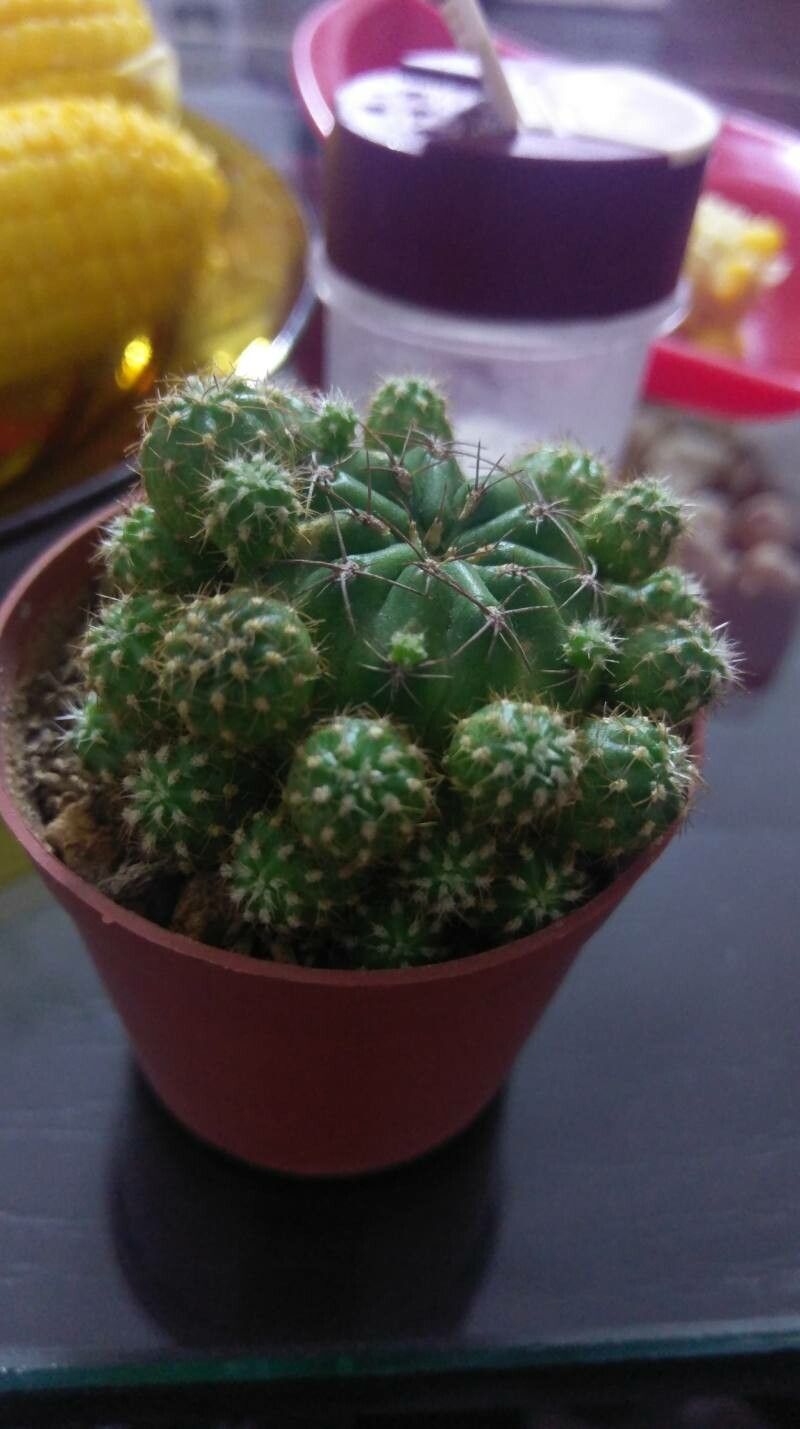 Matucana polzii leaf