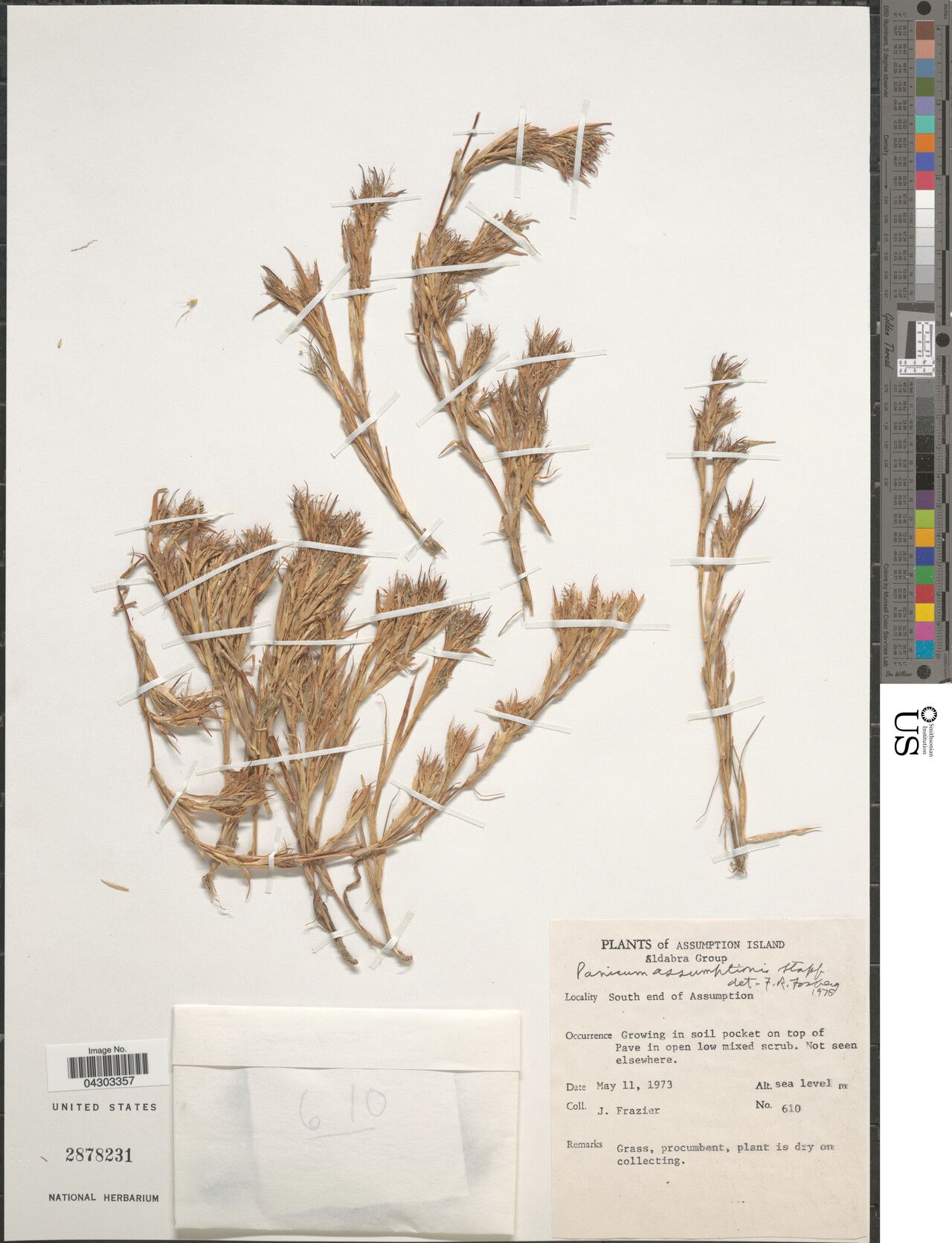 Panicum assumptionis — houseplant care guide