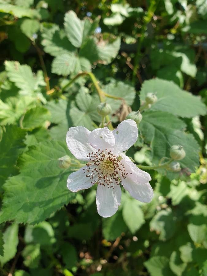 Rubus wahlbergii flower