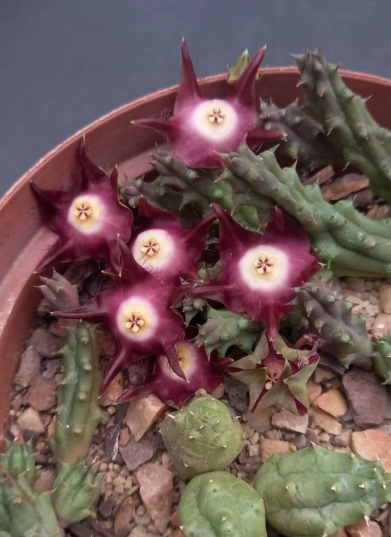 Duvalia pillansii — houseplant care guide