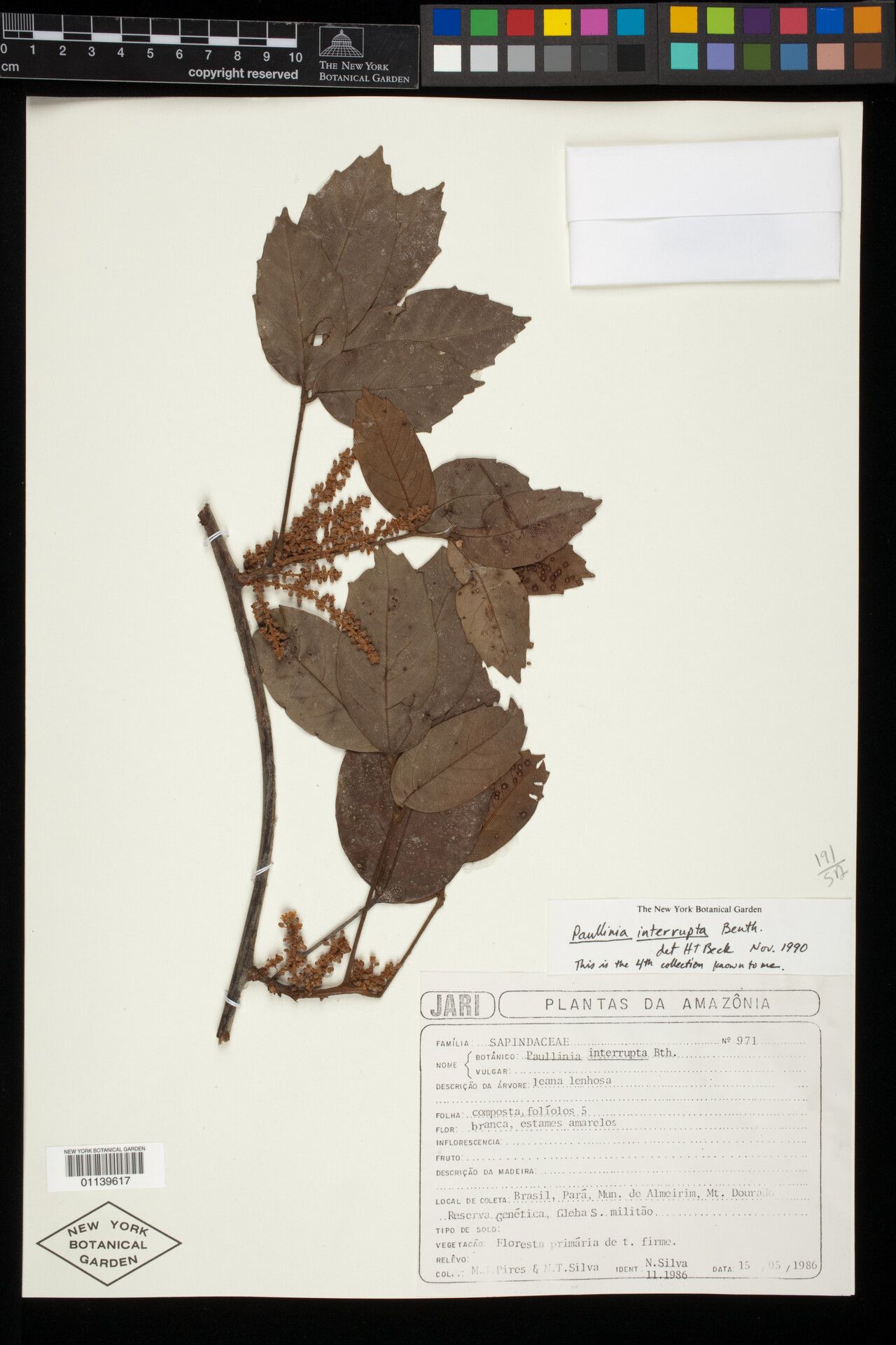 Paullinia interrupta — search result for 'Paullinia'