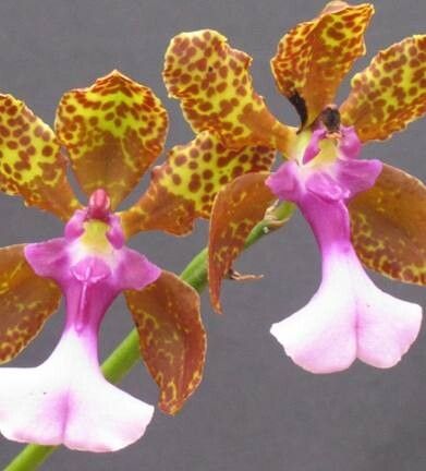 Trichocentrum lanceanum — houseplant care guide