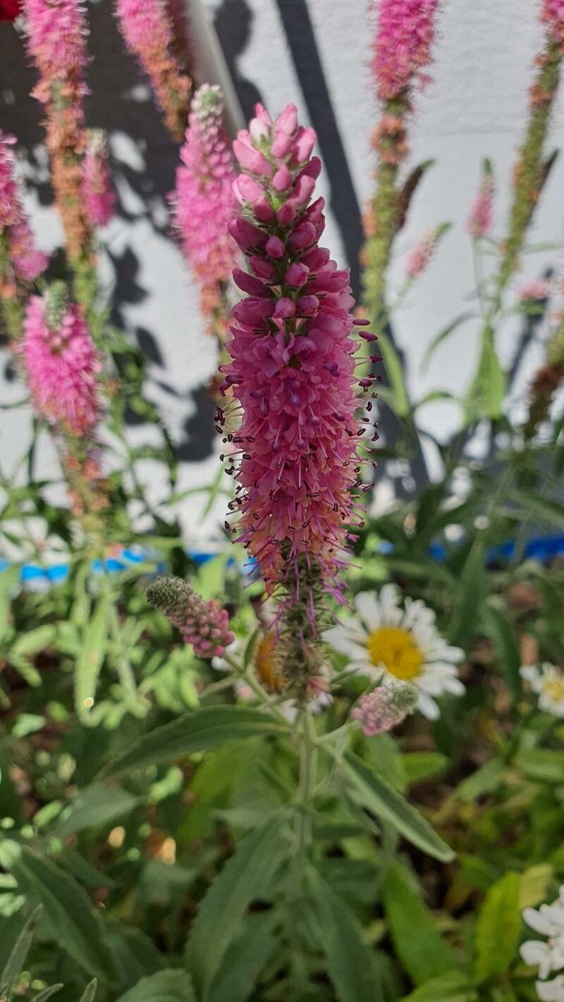 Spiraea corymbosa flower